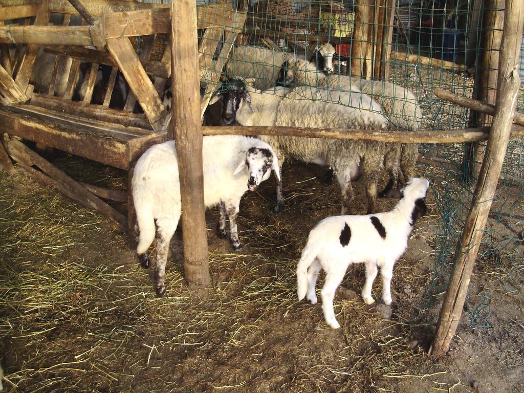 Tenuta Montelaura Forino Ngoại thất bức ảnh